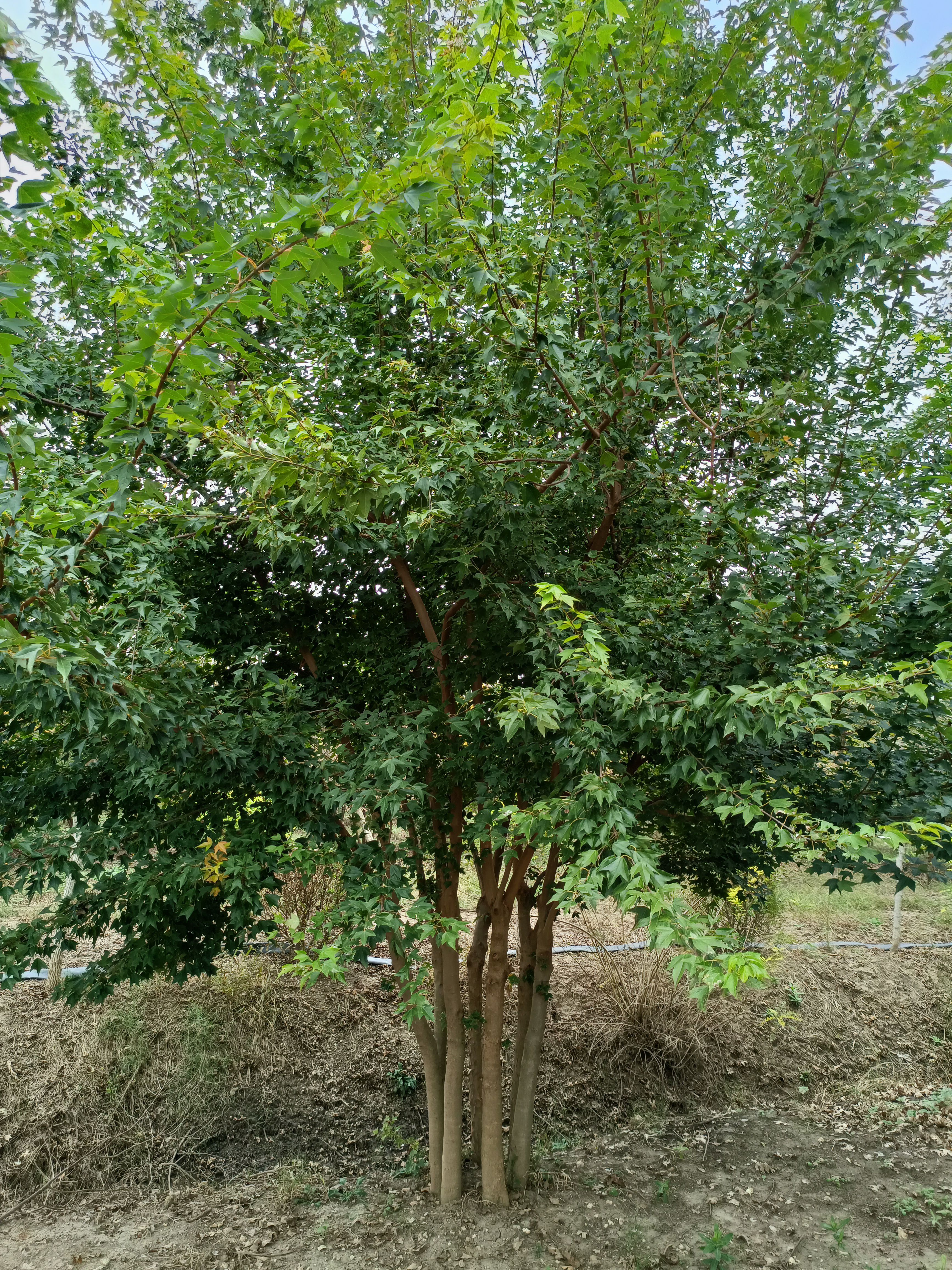 丛生三角枫，高度7-8米