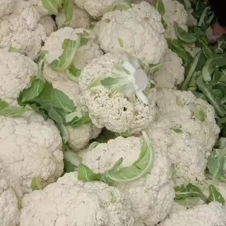 定西白花菜花 散花
