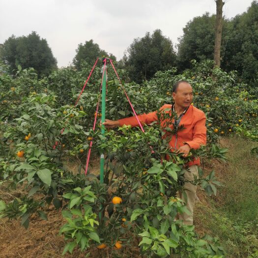 捆扎钩 眉山东坡区出售玻璃纤维管挂果树杆，适用于各种果树。