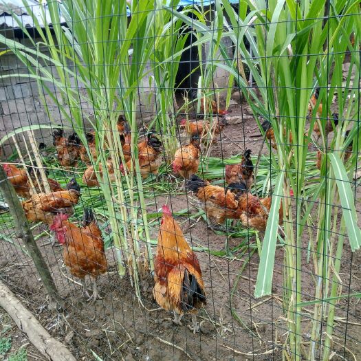 息烽县土鸡 科技草(金银草)林下的散养鸡