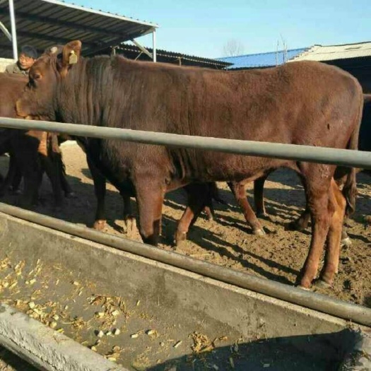 广宁县肉牛  一一欢迎新老客户前来选购牛犊