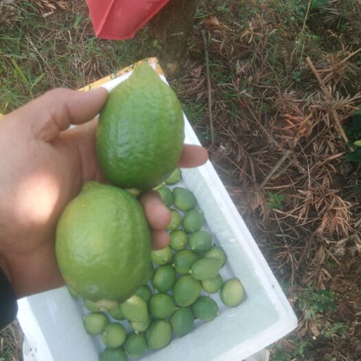 博白县 广东香水柠檬