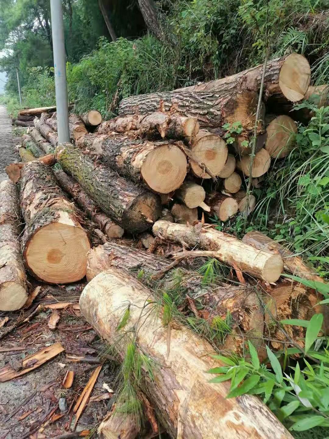 木材  柳衫原木大量