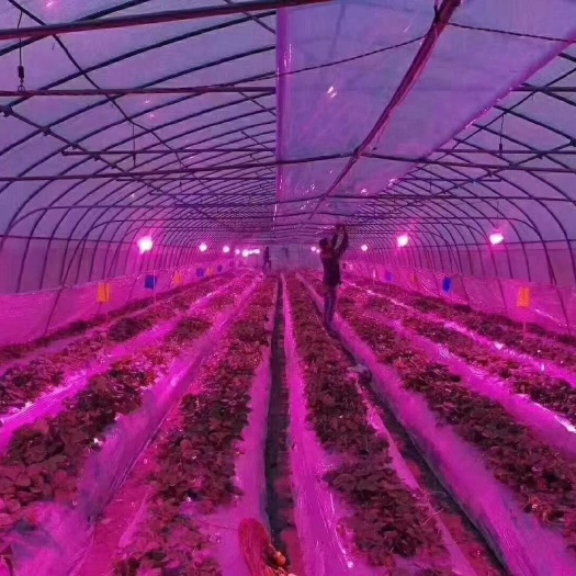 寿光市 植物生长补光灯