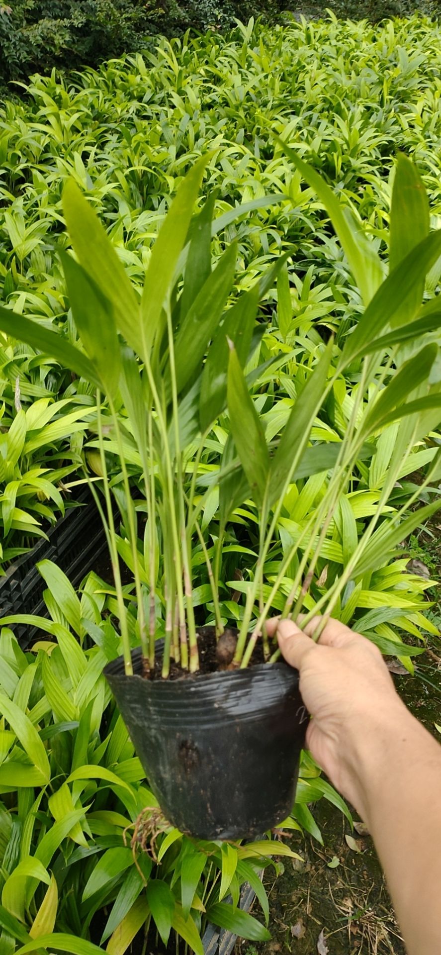 三药槟榔苗棕榈科庭院园林绿化树苗净化空气美观