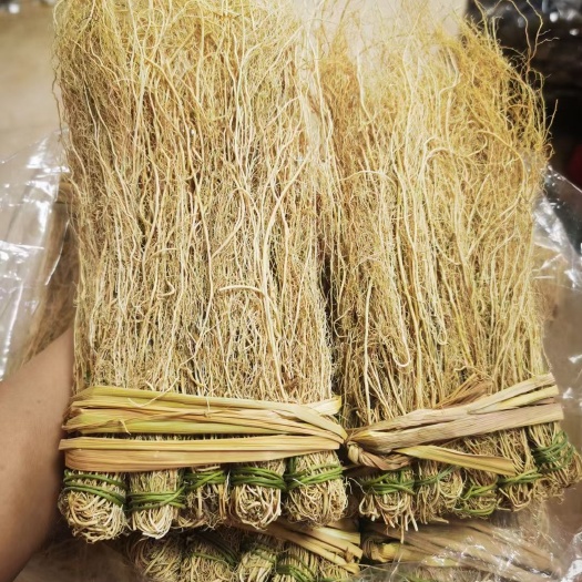 养肝草赶黄草  种植大户追求品质漂亮一手货源一年四季现挖现卖