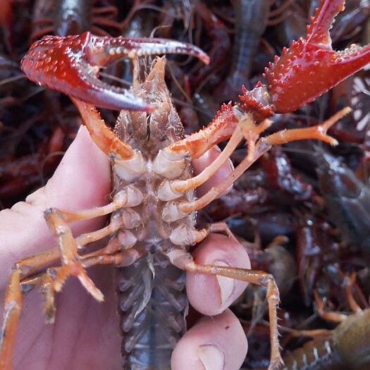 沭阳县小龙虾  常年供应小龙中青中红234小青小红456中虾789
