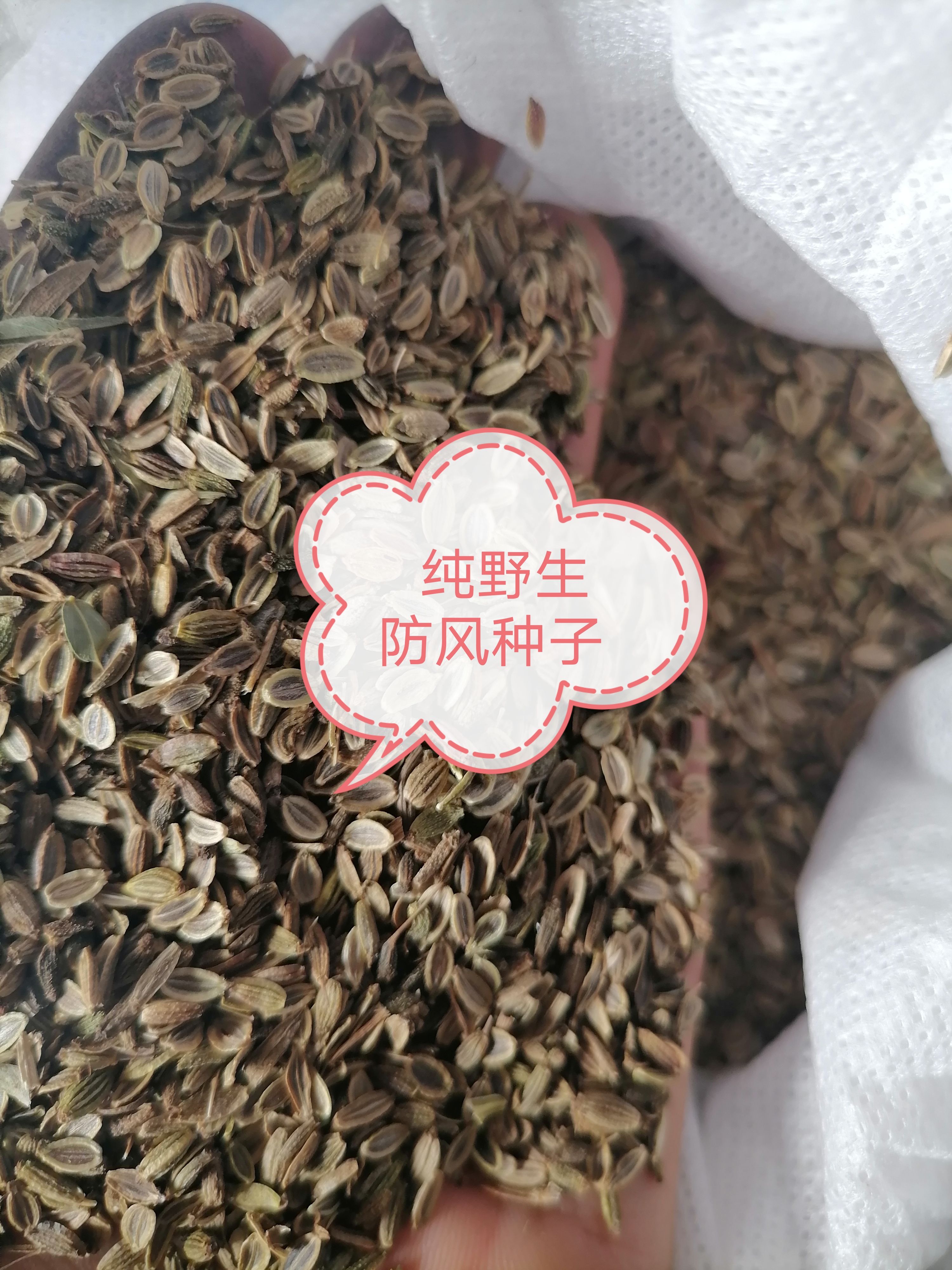 防风种子 关防风