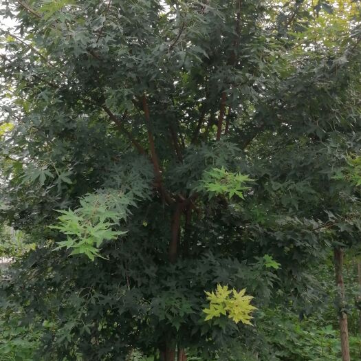 宿州 元宝枫树苗
