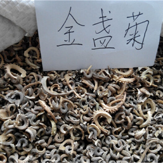 金盏菊种子 广西公园绿化花卉种子金盏菊花种批发