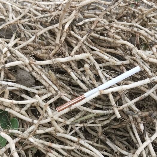 崇州市白茎鱼腥草  精品新根
