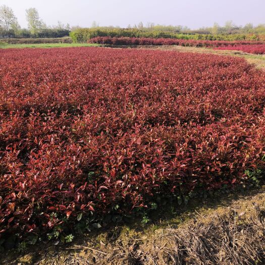 光山县营养小杯红叶石楠苗，三十到五十高。量大常年供应。