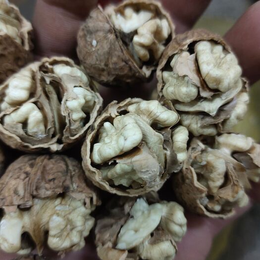 大姚县 云南薄壳核桃