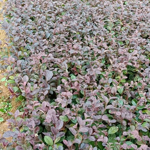 荔浦市黑珍珠红继木  绿化苗木
