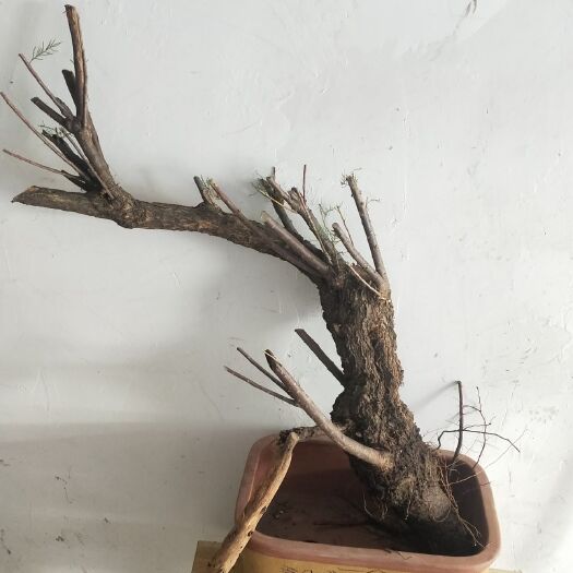 滨州 柽柳老桩