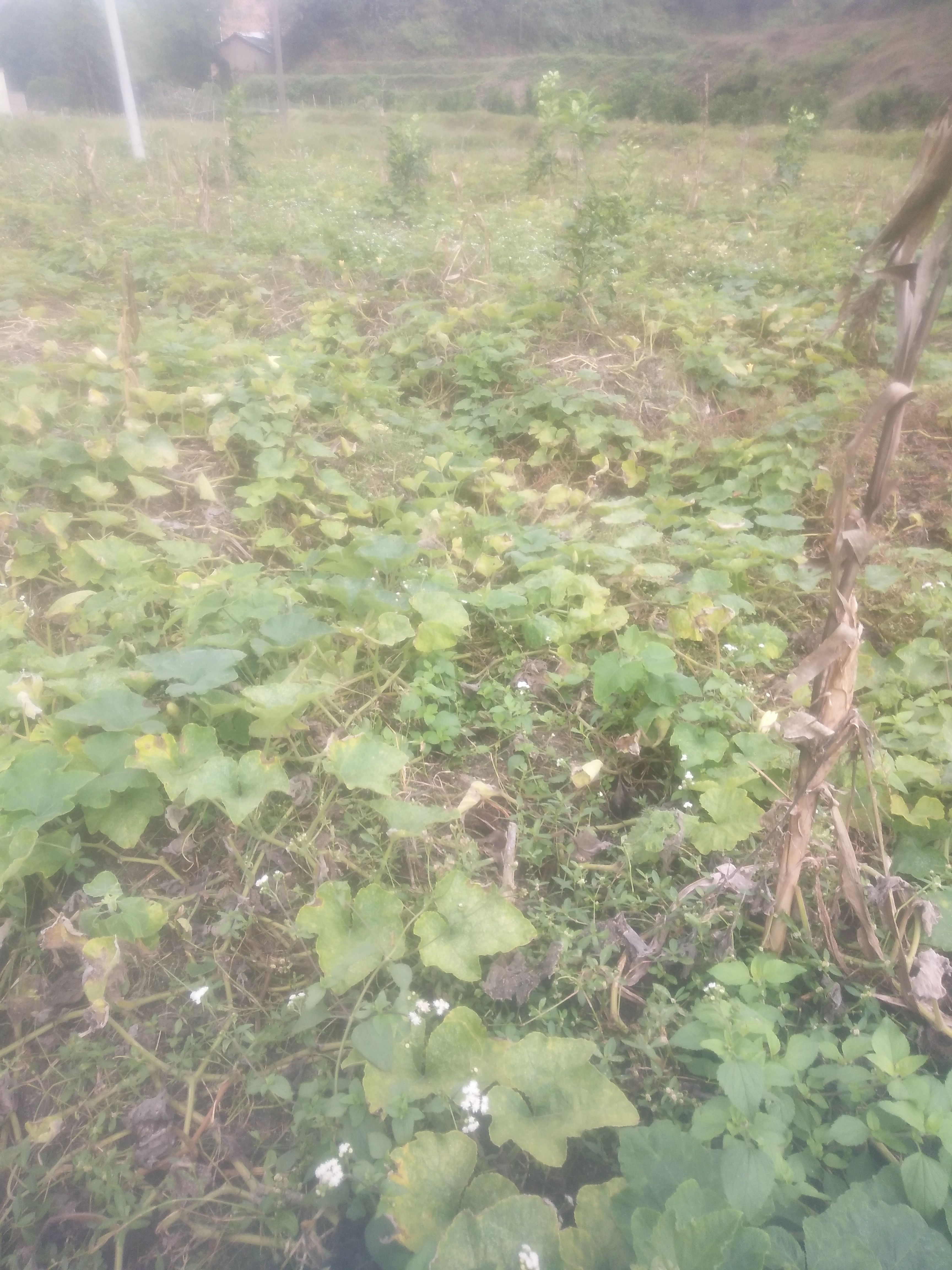 香芋南瓜