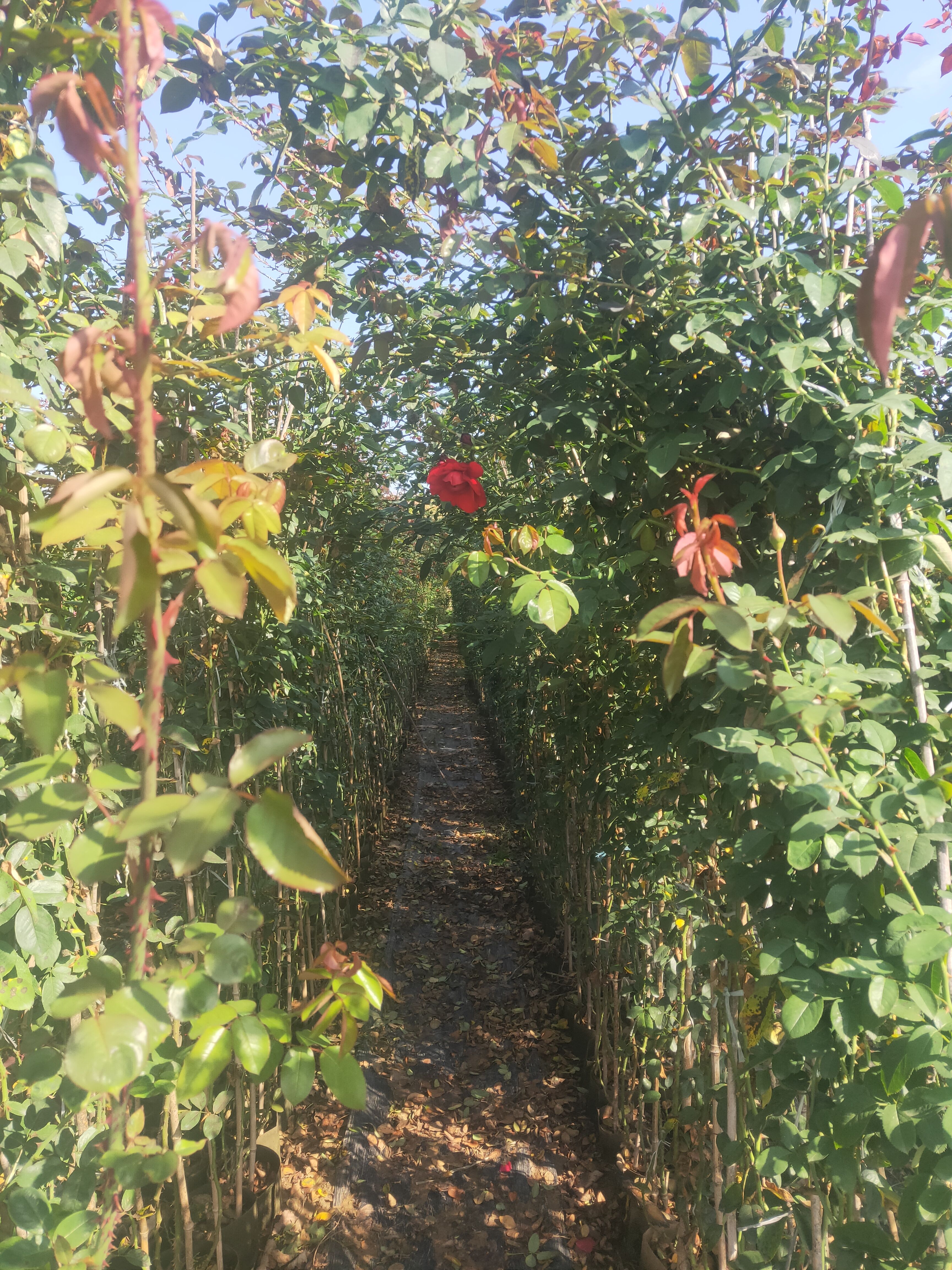 藤本月季 爬藤月季