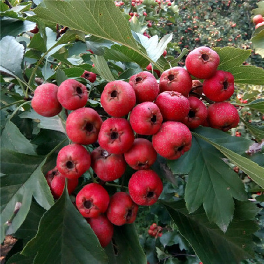 青州市大金星山楂 优质山楂。山楂片，需要的联系，价格谈