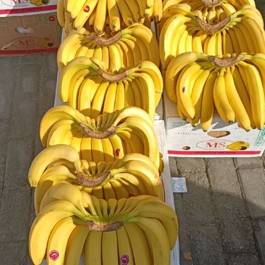 颍上县 菲律宾香蕉批发