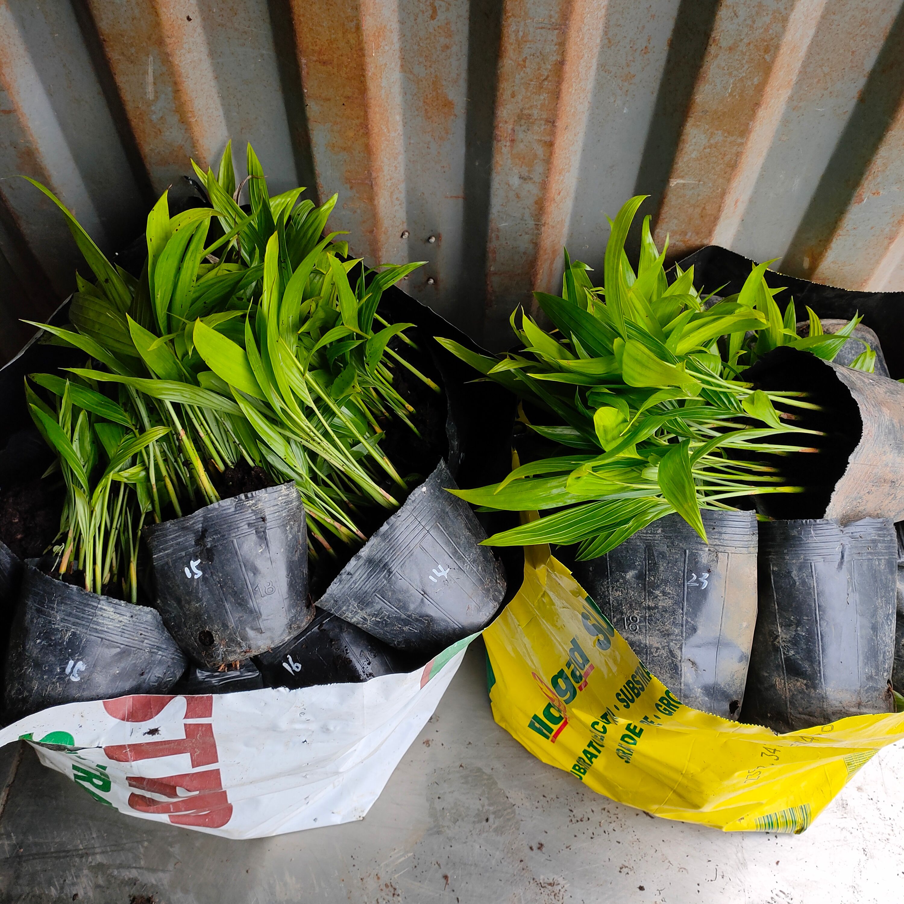 三药槟榔苗棕榈科庭院园林绿化树苗净化空气美观