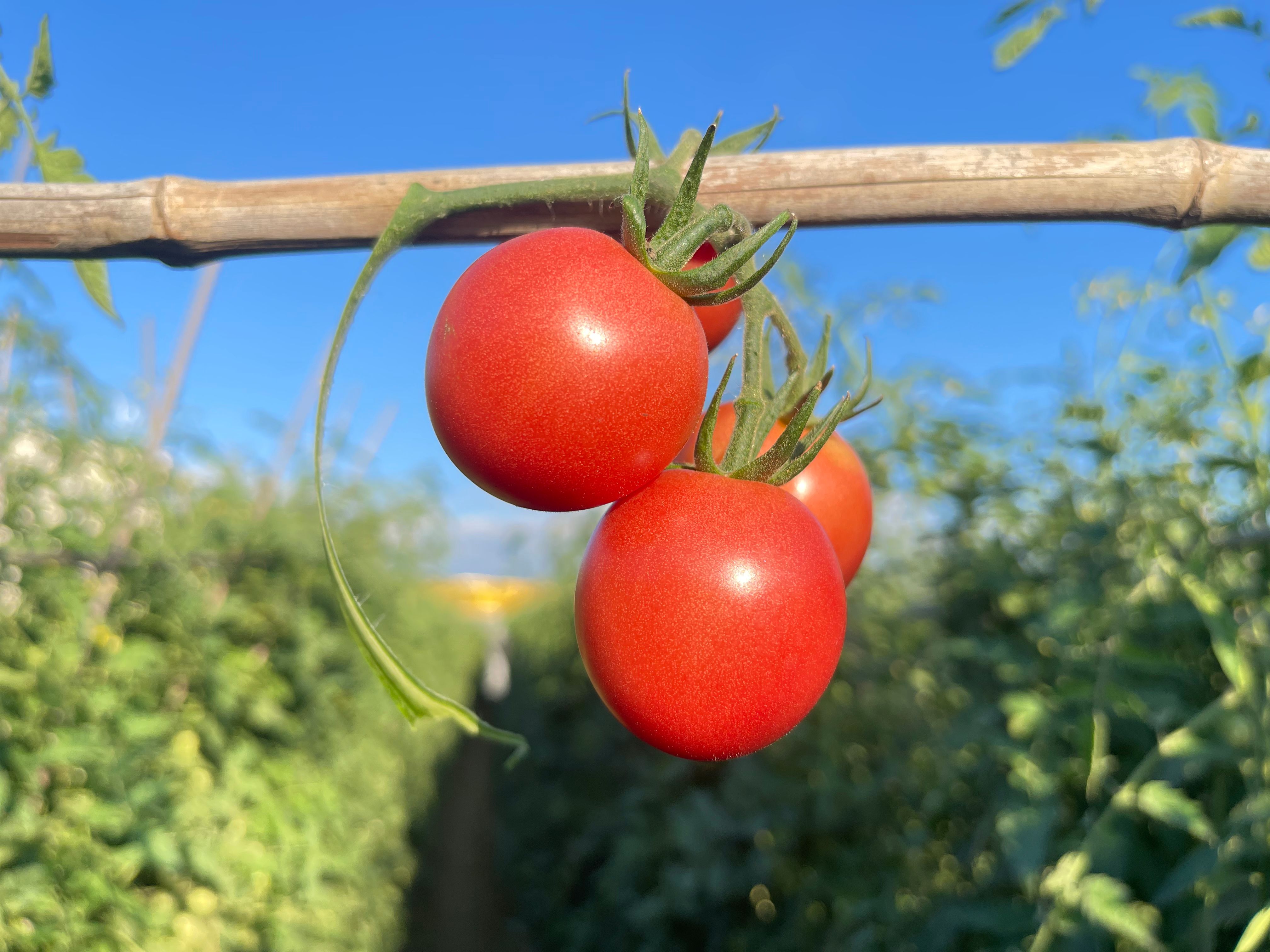 攀枝花小番茄小粉果