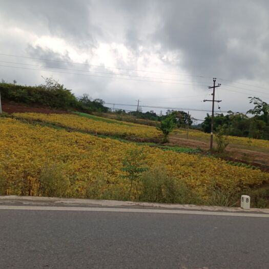 仁寿县旱地 土地出租