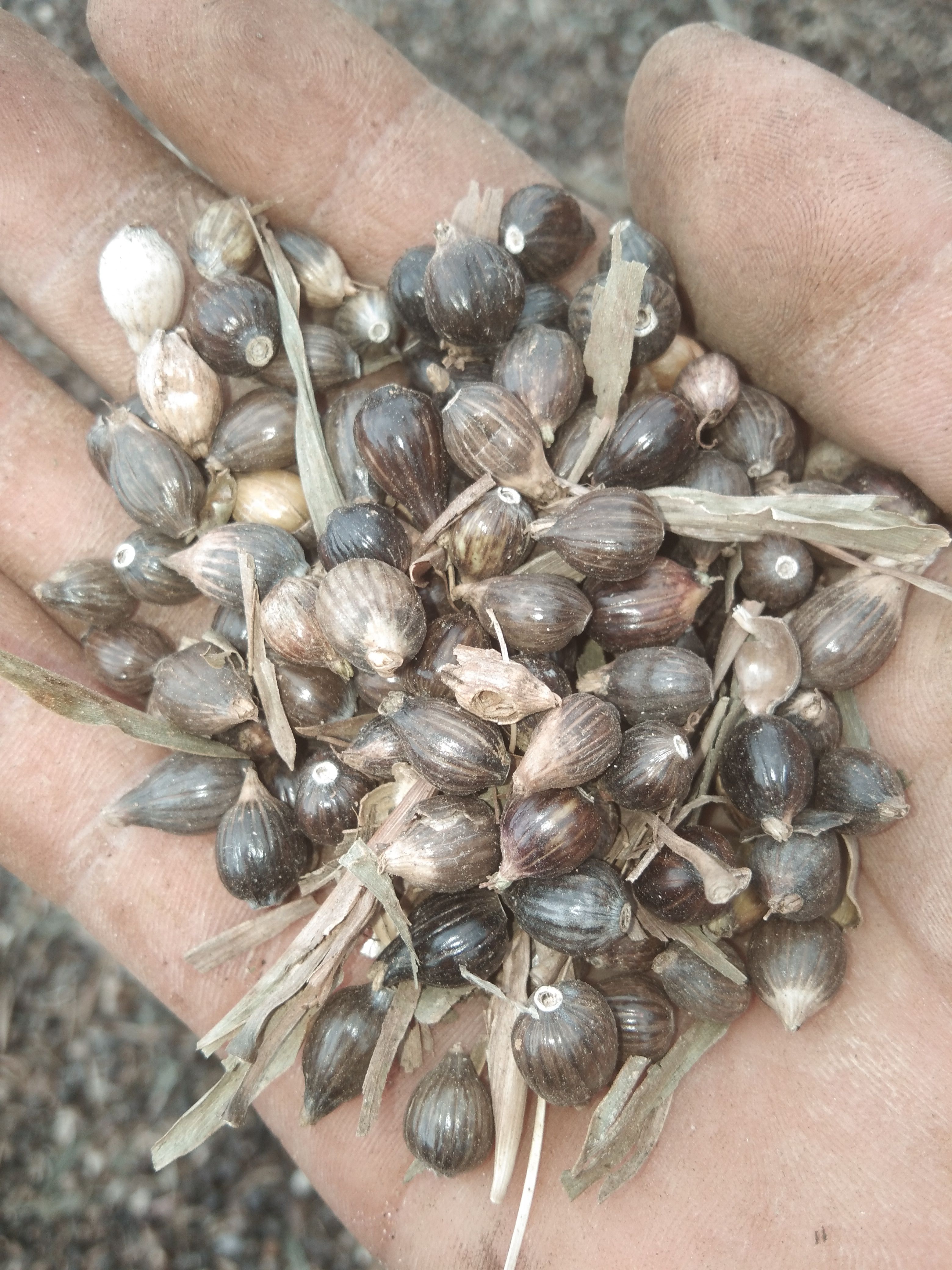 生薏仁  六谷米