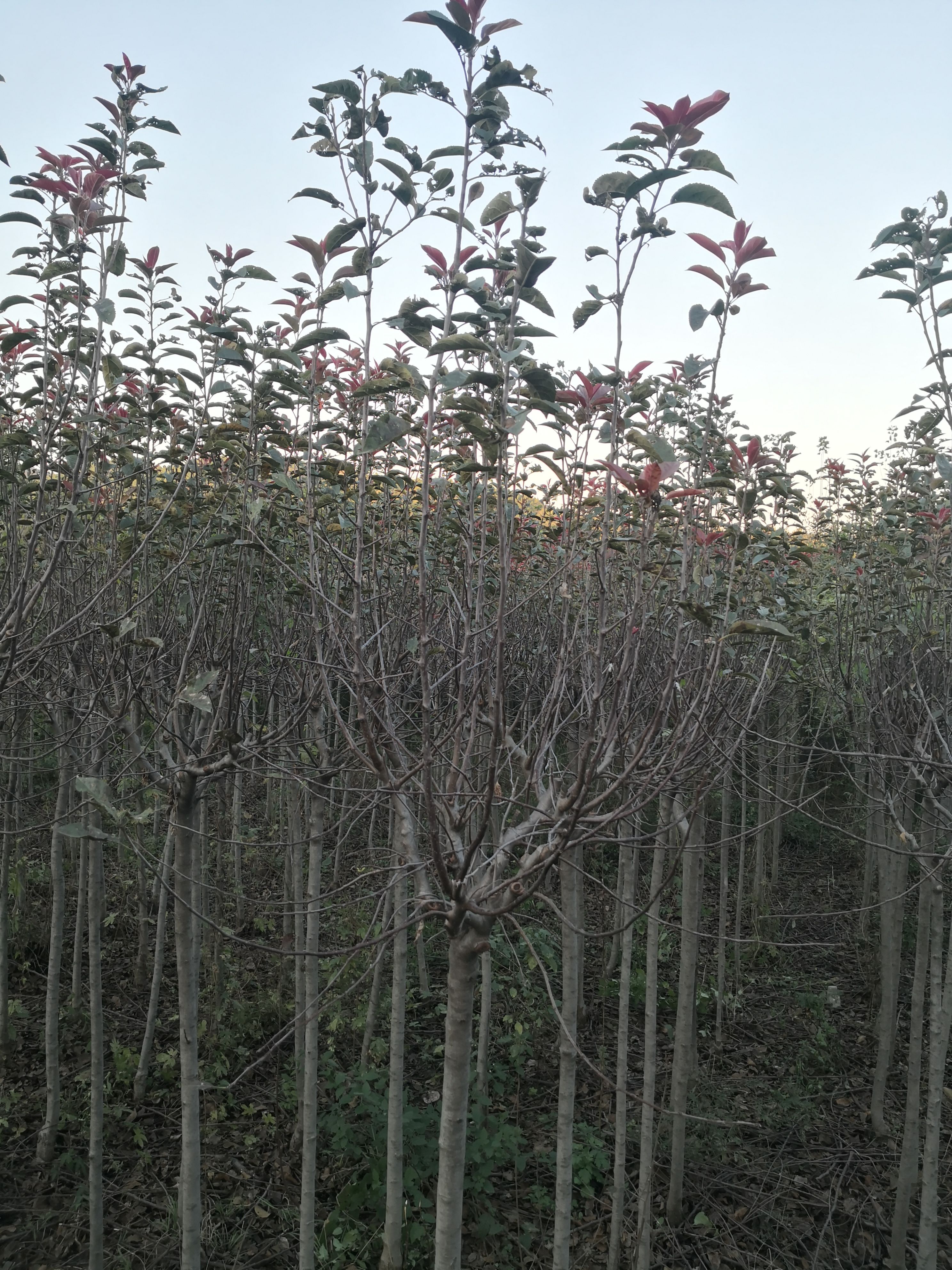 高杆绚丽海棠分支点1.9的高杆绚丽海棠