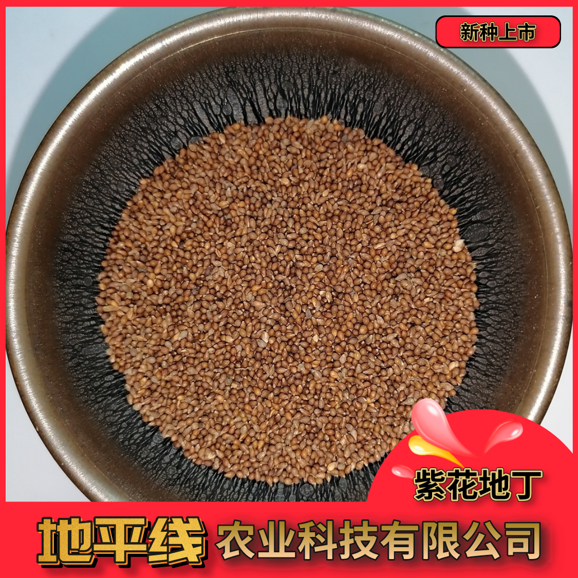 沭阳县紫花地丁种子多年生花种籽子野堇菜花籽四季易活地被覆绿耐寒耐阴