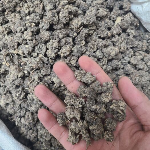 广州猫爪草  无硫猫爪草  漂亮新货