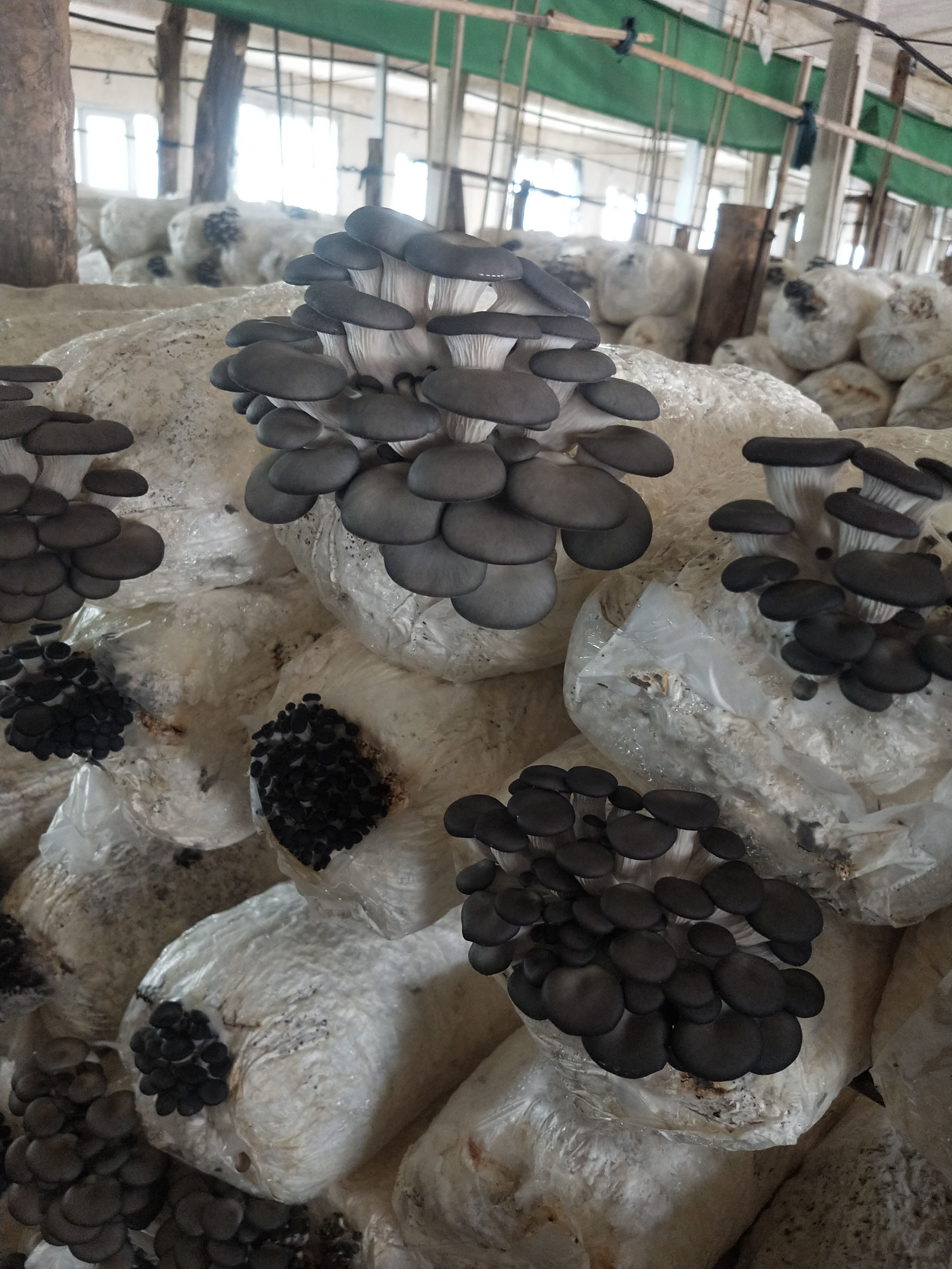唐县姬菇  精品秀珍菇，各种包装，支持全国发货