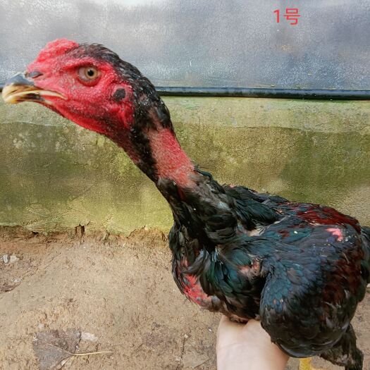 商丘鸡苗 质量斗鸡