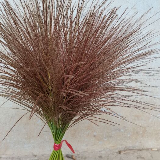 钟山县干芦苇/芦苇/芦苇花/莆苇/莆苇干花