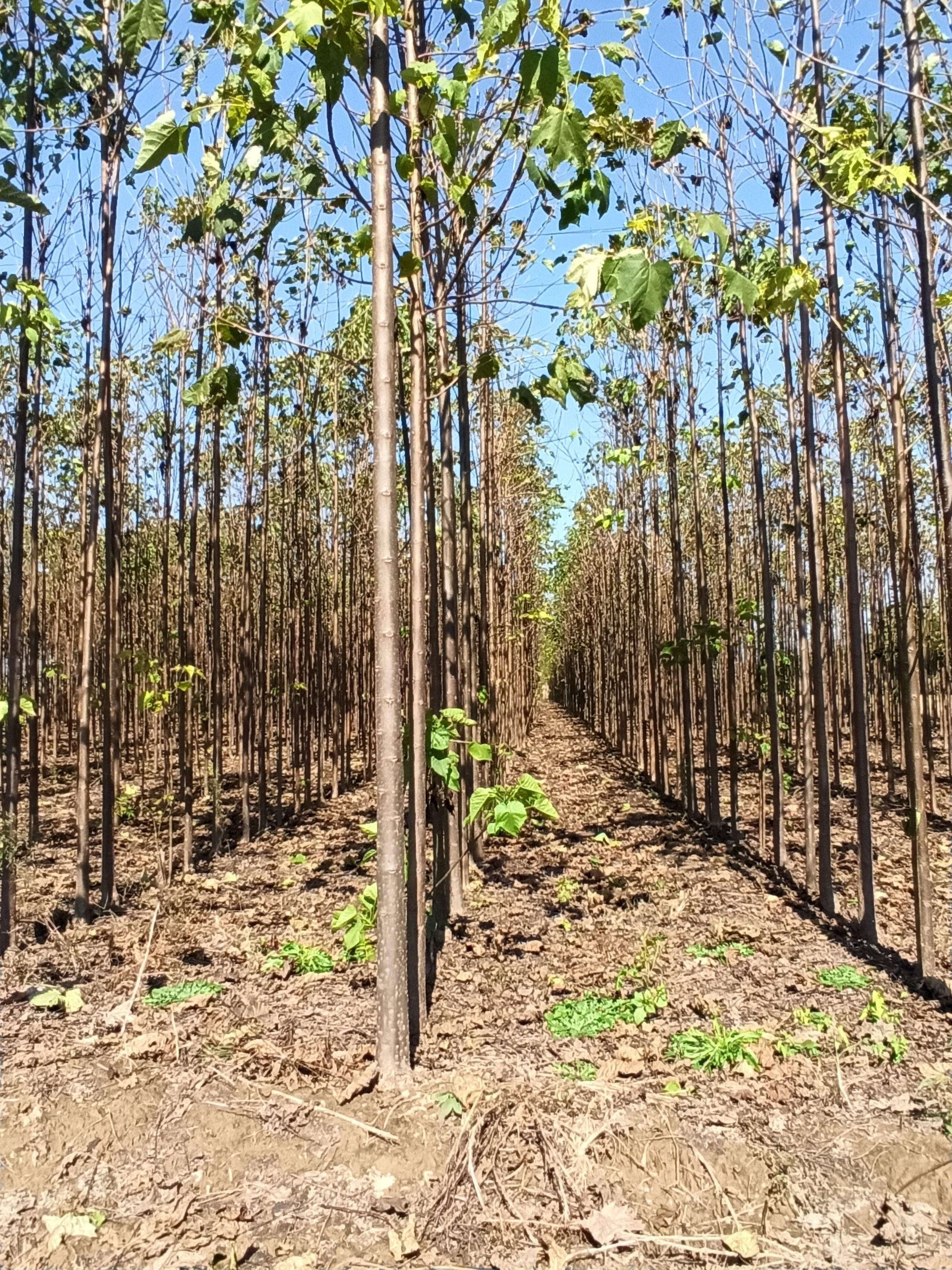  楸树十亩，五公分，给钱就出！