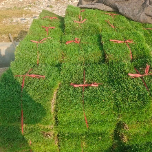 清远新鲜直发草坪地被苗木花草绿化专用