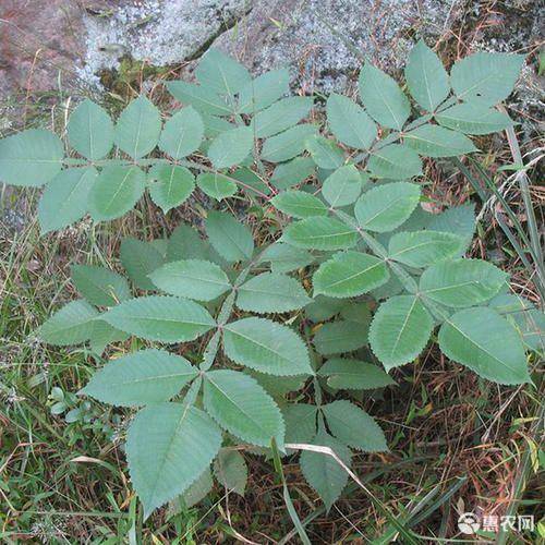 盐肤木，五倍子苗，五倍子树，五倍子，绿化苗，风景树，盐肤木苗