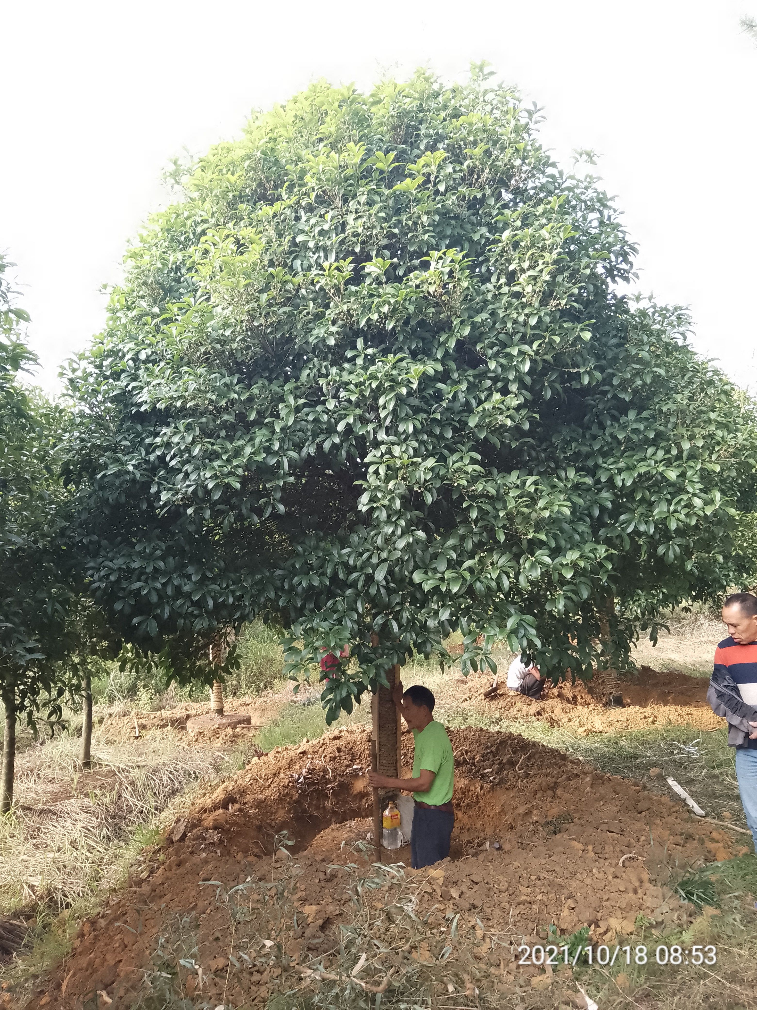 八月桂 15公分-30公分桂花，长期供应大量现货！