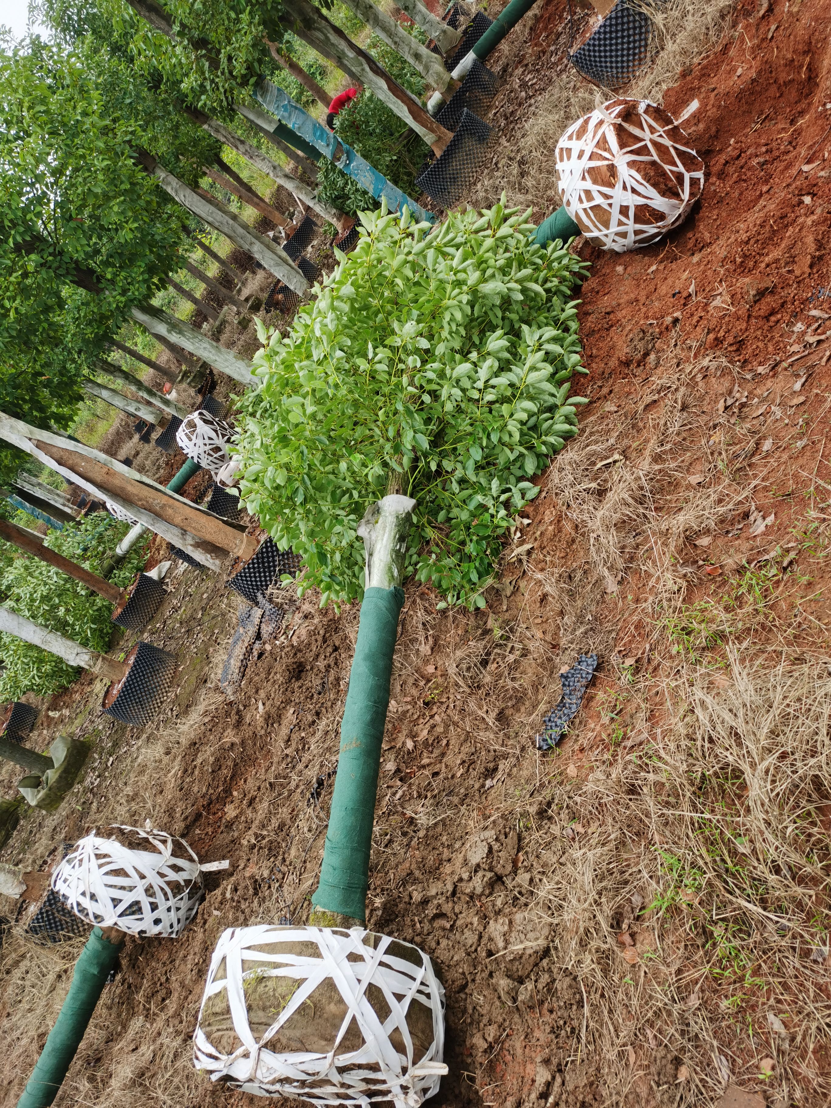 15--18--20容器香樟187 1172  5800