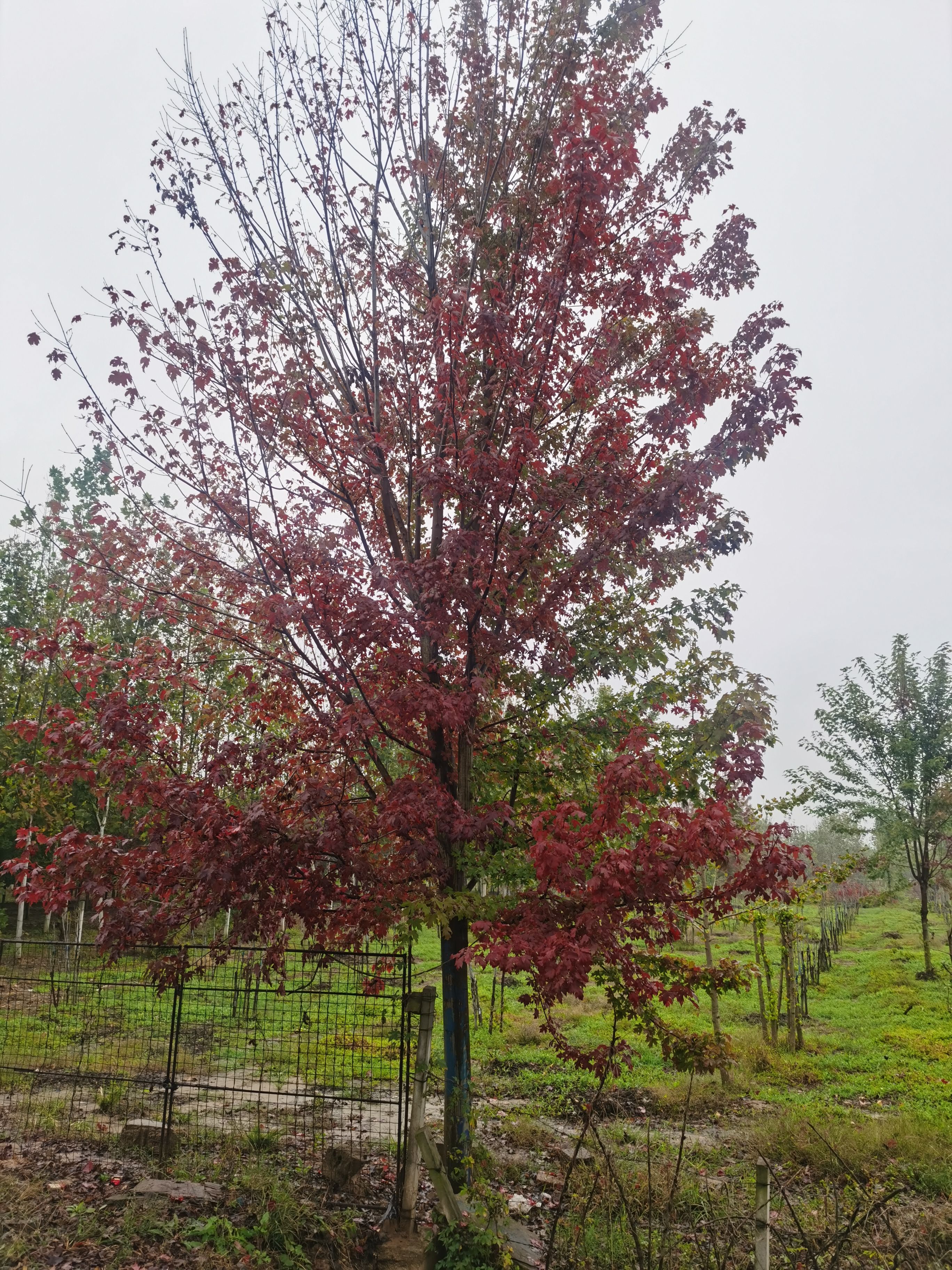 美国红枫，红冠，十月光辉，红点，娜塔莉，多种绿化苗木