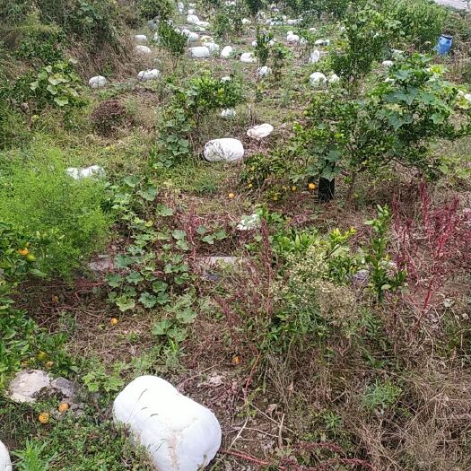 冬瓜 湖南省湘西土家族苗族自治州永顺县 混装通货 地冬瓜