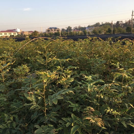  青钱柳小苗 金钱柳小苗价格 青钱柳小苗产地批发
