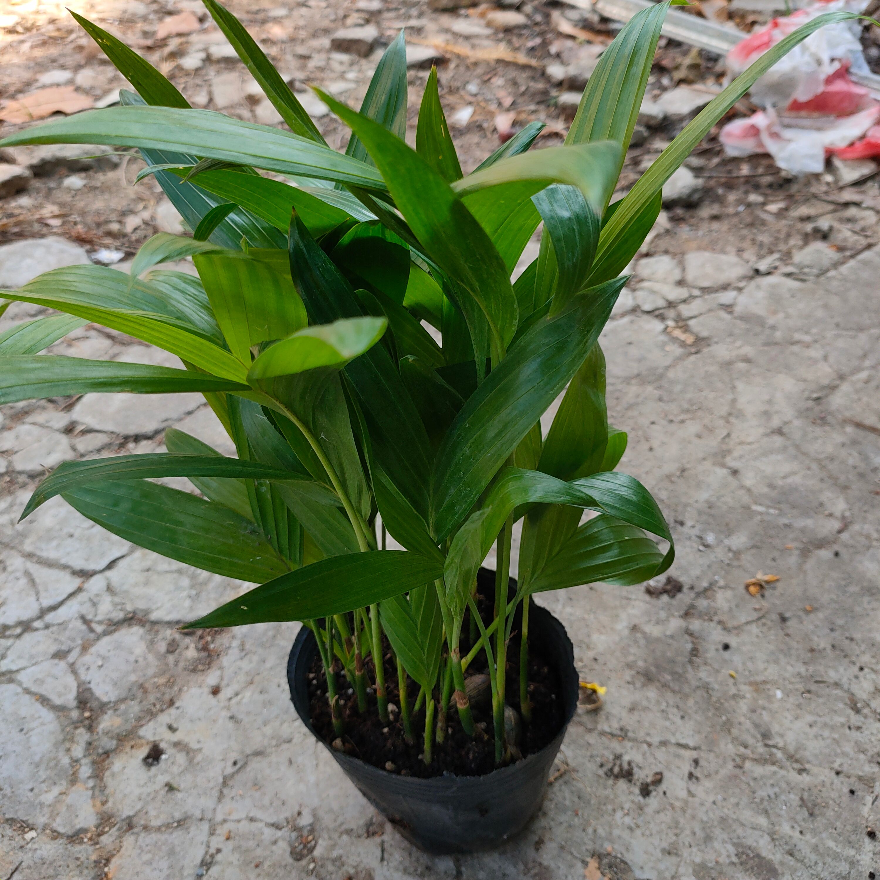 三药槟榔苗棕榈科庭院园林绿化树苗净化空气美观