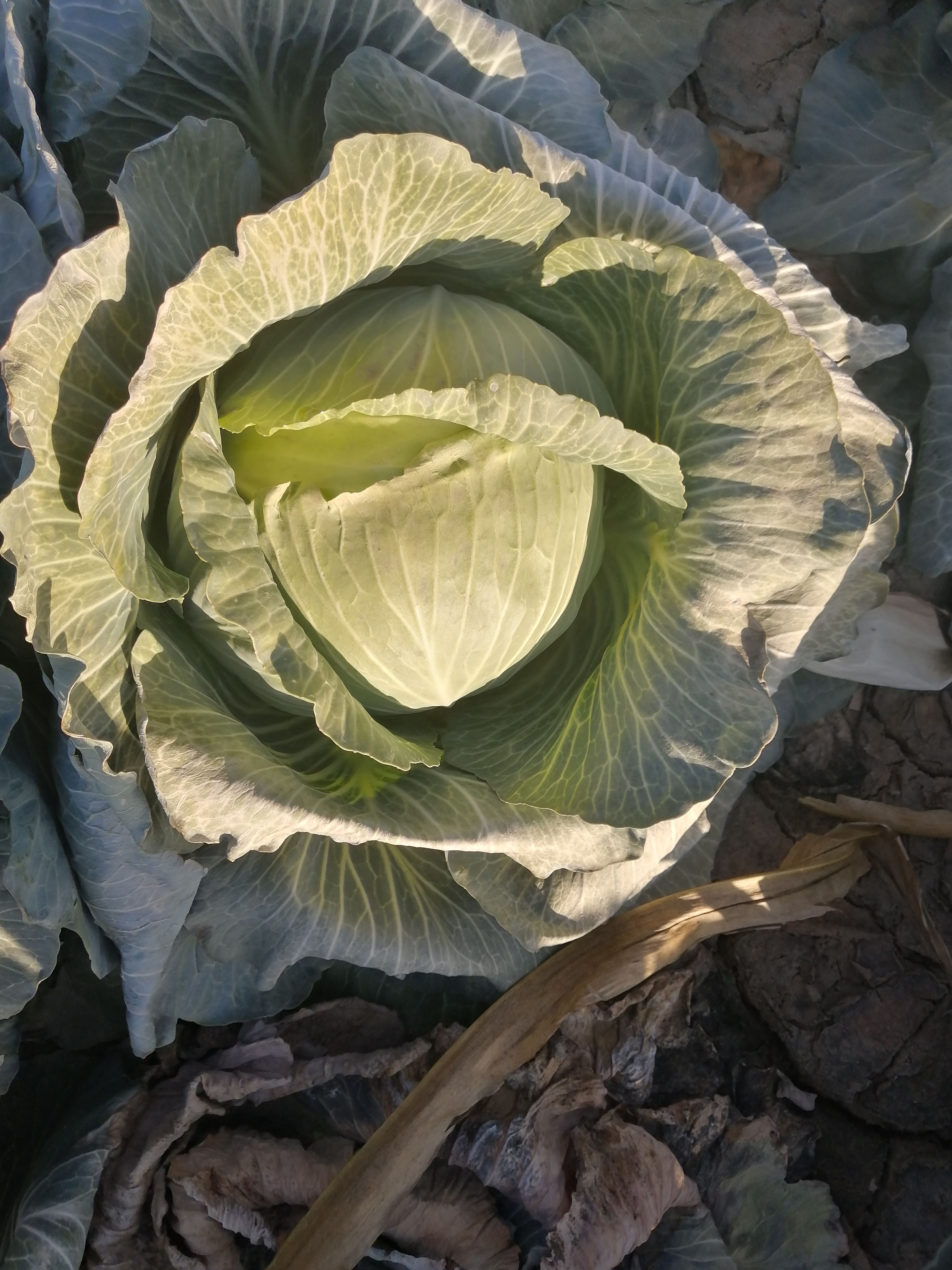 圓包菜 鐵頭園菜