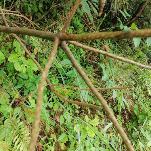 凤冈县 树枝