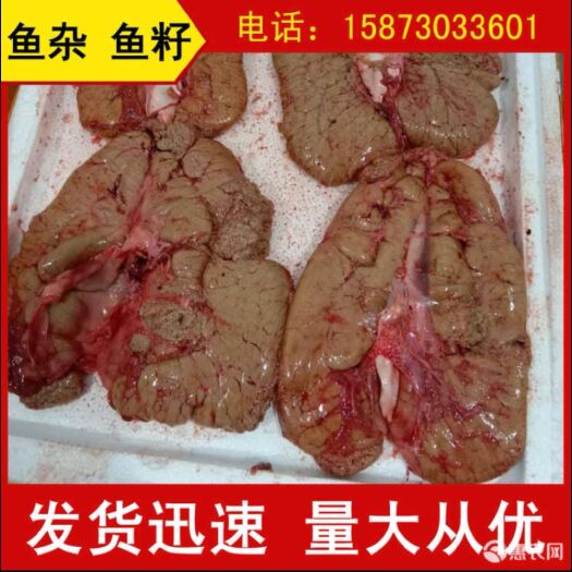 贵阳 鲤鱼籽 当天的鲜货打包发货 鱼子鱼白 鱼泡一手货源