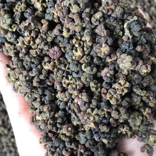 罗城县广西品种中花吴茱萸黑货，便宜货