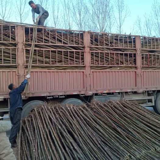 商丘泡桐苗基地，紫花泡桐，四倍体泡桐，泡桐根桩，种根有量