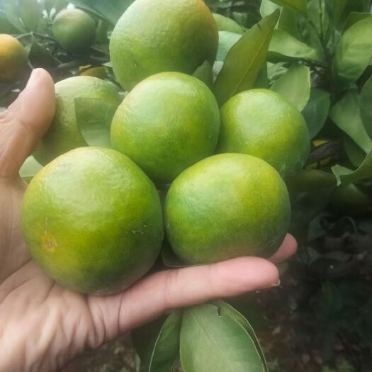 全州县 大蜜桔