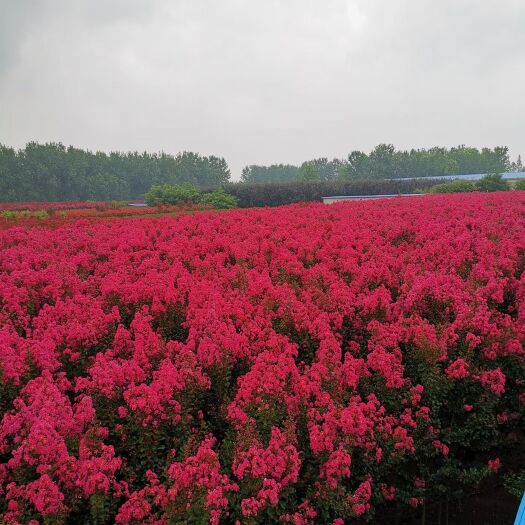 红花紫薇 美国紫薇三红紫薇杯苗徐州紫薇丛生紫薇