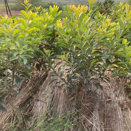 灵山县东魁杨梅树苗  杨梅苗